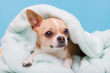 Portrait of cute puppy chihuahua lying on blue plaid. Little smiling dog.