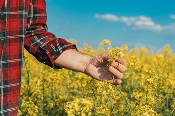 Close up of farmer's hand holding blooming rapeseed plant