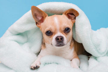 Portrait of cute puppy chihuahua lying on blue plaid. Little smiling dog.