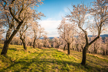Fototapeta na wymiar Blooming almond tree orchard bathed in the sun near Hustopece, South Moravia, Czech republic