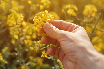 Close up of farmer's hand holding blooming rapeseed plant