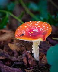 amanita muscaria fly mushroom