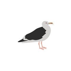 Obraz premium Common seagull city bird, mew gull, European herring gull. Vector color hand drawn illustration isolated on white background.