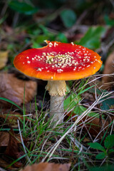 amanita muscaria fly agaric