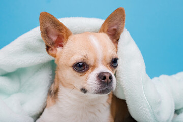 Portrait of cute puppy chihuahua lying on blue plaid. Little smiling dog.