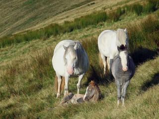 A herd of wild welsh ponies with a young foal on Pen y Fan, the highest mountain in southern Britain in the Brecon Beacons National Park, Wales, UK