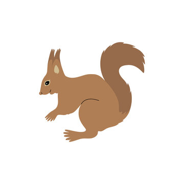 Brown city squirrel . Vector color hand drawn illustration isolated on white background.