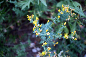 A shot of yellow plants in the garden