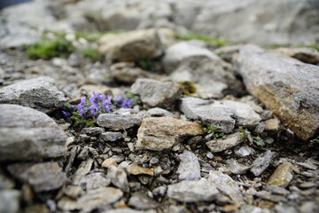 Gräser und Blumen am Meraner Höhenweg, Texelgruppe Nationalpark, Südtirol