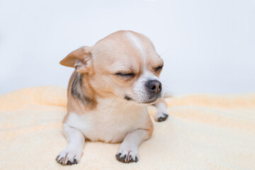 Portrait of cute puppy chihuahua lying on yellow plaid. Little smiling dog.