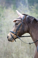 Obraz premium Reitpferd / Reitpony