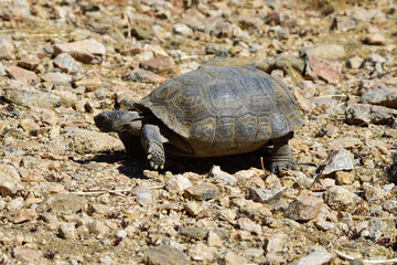 tortoise on the move