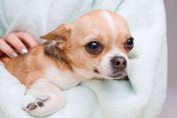 Woman holding and hug her lovely little smiling dog. Friend of human. Portraite of cute puppy chihuahua.