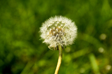 Close up of the stem and seeds of a dandelion weed. The seed head is commonly known as a "dandelion clock"