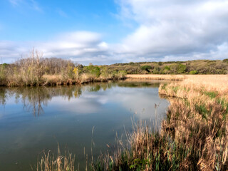 paysage dans la nature avec un étang et des bois