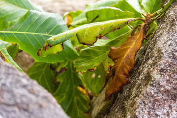 green caterpillar on a branch