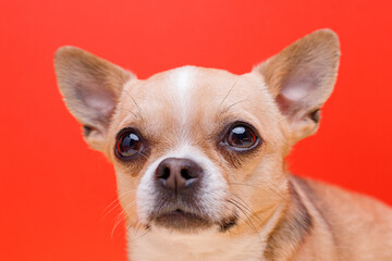 Portrait of cute puppy chihuahua. Little smiling dog on bright trendy red background. Free space for text.