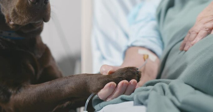 Cropped shot of sick patient with intravenous drip lying in hospital bed and holding paw of pet dog