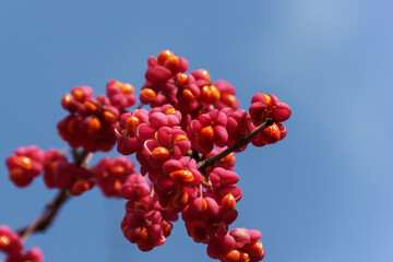 Gewöhnlicher Spindelstrauch 