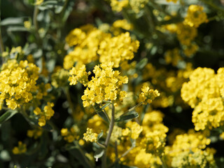 (Aurinia oder alyssum saxatilis) Felsensteinkraut mit gelben, verkehrt-eiförmigen Kronblätter