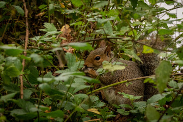 squirrel in the forest