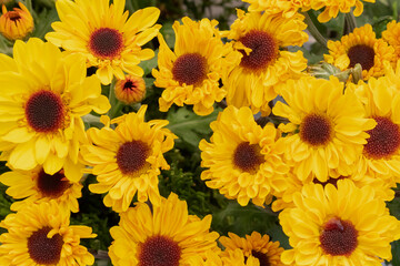Obraz premium yellow flowers