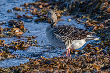 The greylag goose (Anser anser)
