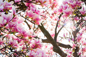 Magnolia tree in the middle of spring when everything blooms around, pink and purple petals moved by the wind on a beautiful sunny day. Beautiful wallpaper, background, backdrop.