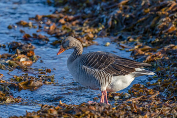 The greylag goose (Anser anser)
