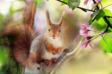 cute red squirrel sits in a spring blooming garden among pink apple blossoms