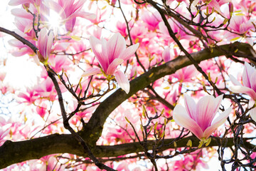 Obraz premium Close-up with flowering magnolia branches on a beautiful spring day, with vivid petals in shades of pink and purple that induce a state of positivity and relaxation.