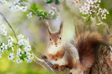 Schilderijen op glas  cute red squirrel sits in the spring garden in the branches of a white cherry blossom © nataba