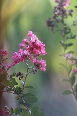 FLORES DE PRIMAVERA