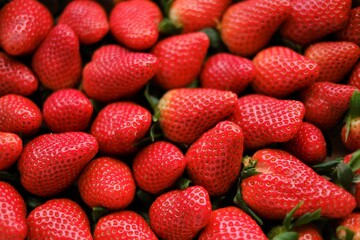 Strawberry berries background.Summer berries. Strawberry harvest.Berry wallpaper.Organic natural farm berries. Healthy natural dessert.
