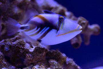 Nice sea fish in blue water background nature wild life