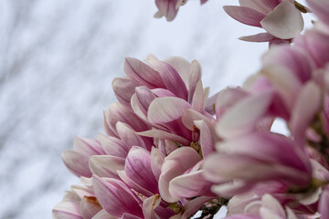 Fototapeta premium Close up of branch of Magnolia blossom with grey background