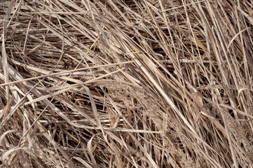 Caked dry grass close-up background