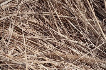caked dry grass close-up located diagonally frame
