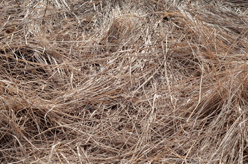 dry grass caked on the field top view