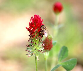 Honeybee on a Flower