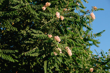 Acacia tree flowers blooming. Green branch on the blue sky background. Gardening plant. Summertime season. Light pink color. Copy space. Beautiful nature wallpaper. Allergy spring aroma. Close-up
