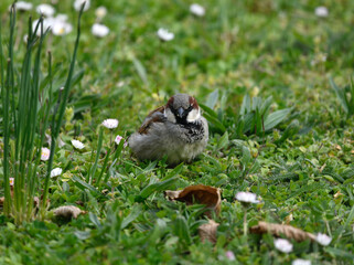 Printemps d'oiseau