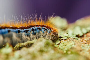 Oruga