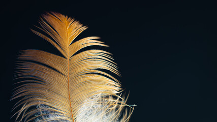 bird feather standing on a black background