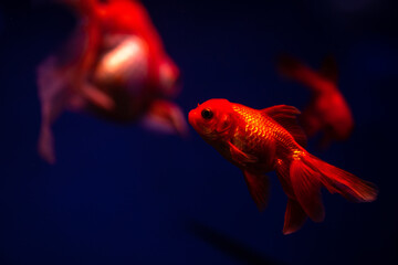 Nice golden fish in air bubbles in freshwater aquarium 