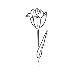 Hand drawn tulips. Vector tulip vector sketch on a white background