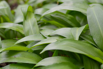 Leaves of spring onions