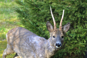 Roe deer buck in front of a fir tree