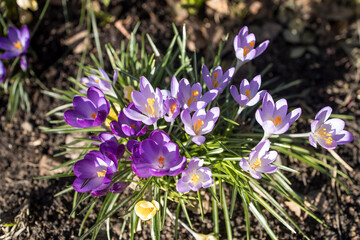 Blue crocuses are the first spring flowers