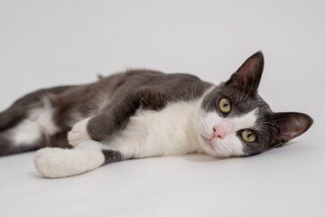 Gato sobre fondo blanco